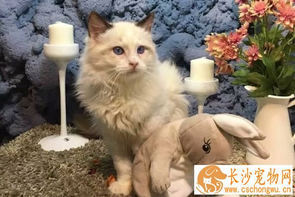 布偶猫容易掉毛吗 让布偶猫不掉毛的方法只有一个