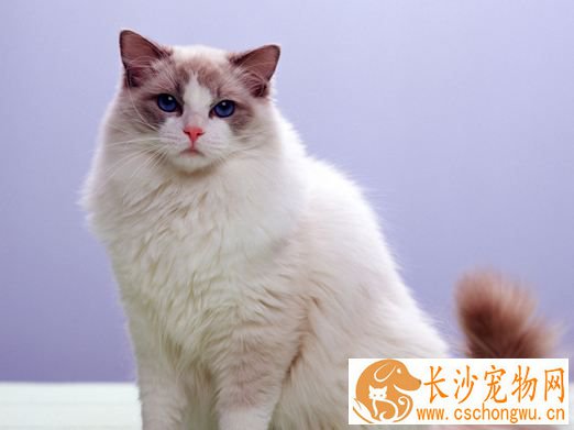 布偶猫容易拉肚子吗  惊了，常见的4大布偶猫拉肚子原因竟然是这些