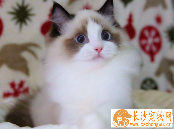不纯的布偶猫与纯的有什么区别 纯种布偶猫要这么看