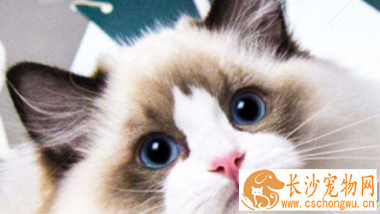 布偶猫不会叫喵是为什么 布偶猫不叫原来是这个原因