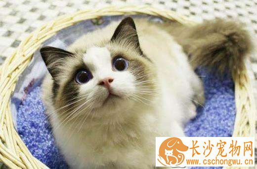 布偶猫双色是什么意思 布偶猫双色原来指的是这个