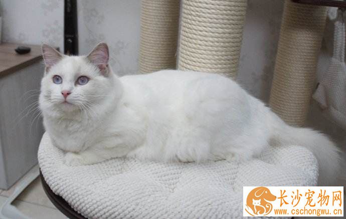 布偶猫赛级是什么意思 赛级布偶猫原来不是最漂亮的