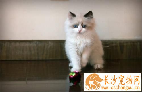 布偶猫早上很兴奋一直叫 布偶猫一直叫的原因