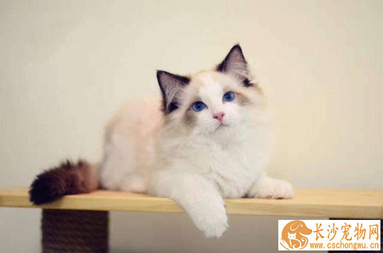 布偶猫夜里睡觉的习惯怎么养成  布偶猫养成夜里睡觉的办法