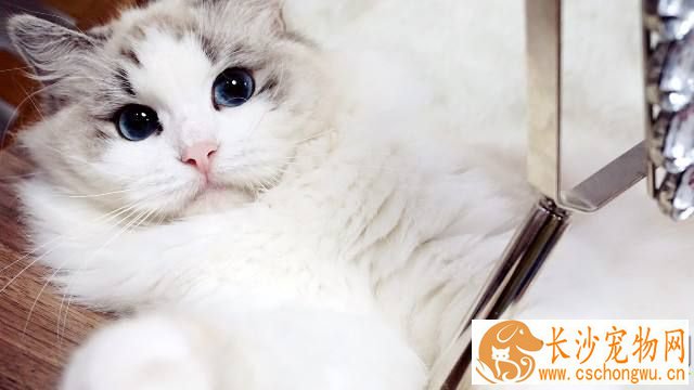 布偶猫叫声小或沙哑 布偶猫声音沙哑原来是感冒了