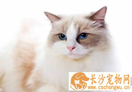 布偶猫怕老鼠吗 布偶猫怕老鼠的原因原来是这样
