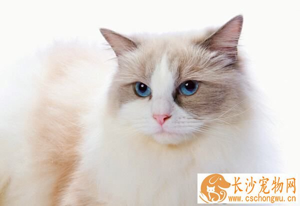 布偶猫突然乱拉屎怎么办 布偶猫乱拉屎的原因原来是这样