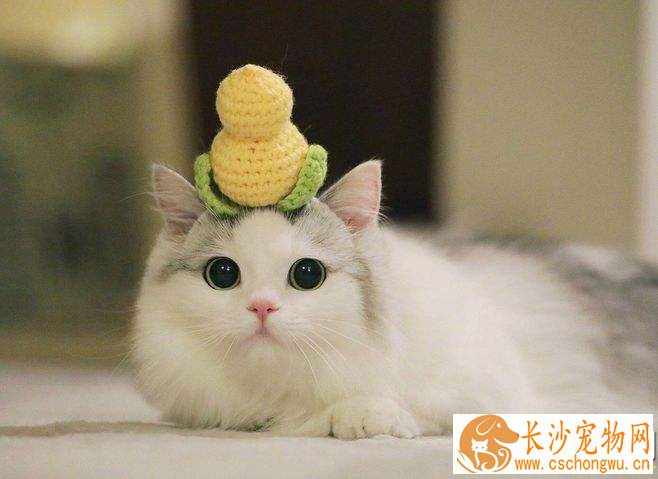 布偶猫可以吃老鼠吗 猫捉老鼠的原因原来是这个