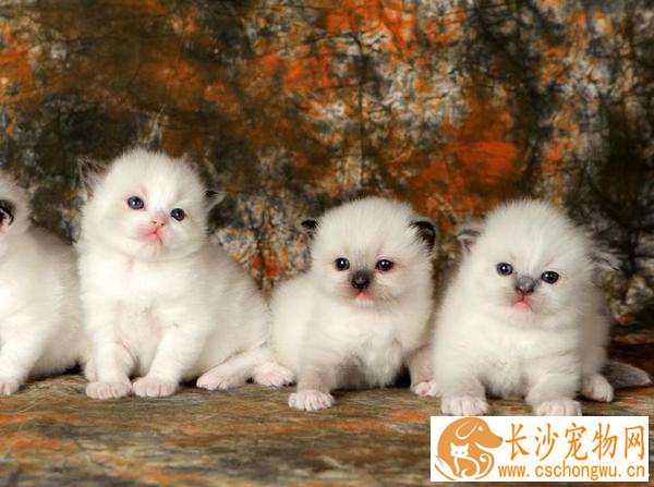 布偶猫很凶是什么原因 布偶猫很凶竟然是这么回事
