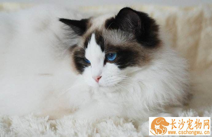 布偶猫喜欢睡觉吗 布偶猫睡觉原来这么久