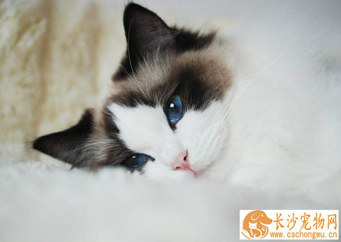 幼年布偶猫夜里乱叫 布偶幼猫晚上叫的原因原来是这样