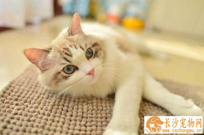 布偶猫瘦是什么原因 布偶猫瘦着两个方法就可以解决