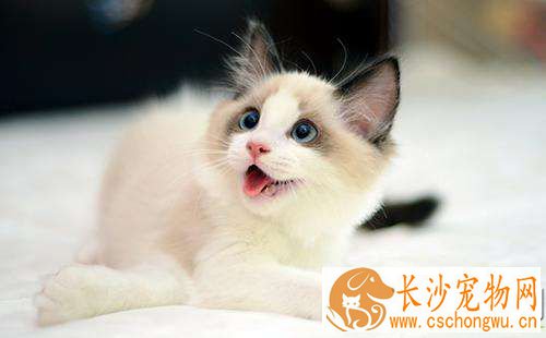 布偶猫鼻子一直是湿的  布偶猫鼻子一直湿的原来是这个原因