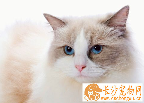 布偶猫总是流泪 布偶猫流眼泪原来这么严重