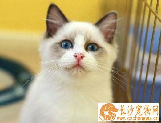 布偶猫眼睛一大一小 引起布偶猫眼睛一大一小的原因竟然是这样