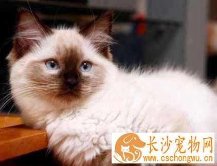 布偶猫用剪脚毛么 布偶猫剪脚毛有什么好处