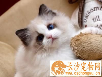 矮脚猫和布偶猫 矮脚猫和布偶猫哪个贵