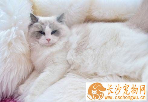 布偶猫脚毛要修剪吗 布偶猫脚毛过长原来这么麻烦