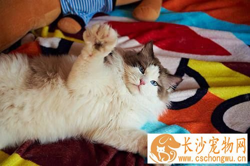 布偶猫喜欢咬电线吗  布偶猫咬电线原来这么危险