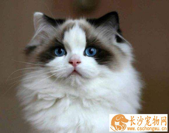 布偶猫咬手脚 布偶猫咬人手脚原来是这些原因