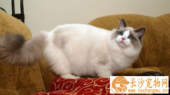 布偶猫拉稀吃什么药 布偶猫拉稀是怎么回事