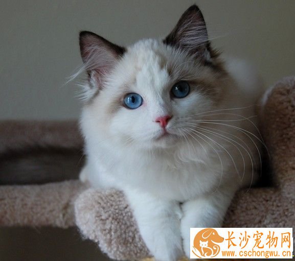 布偶猫屁股毛要剪吗 剪屁股猫原来作用这么大
