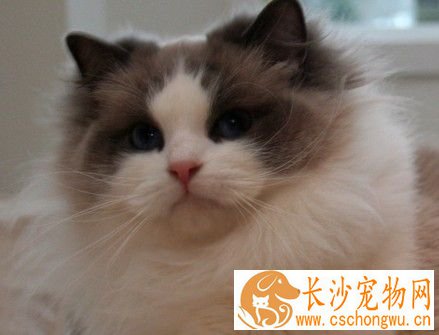 布偶猫耳朵有圆的吗  布偶猫耳朵原来这样最好看