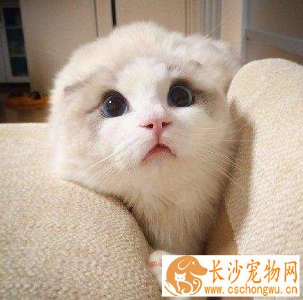 布偶猫耳朵颜色 布偶猫耳朵颜色原来这么重要