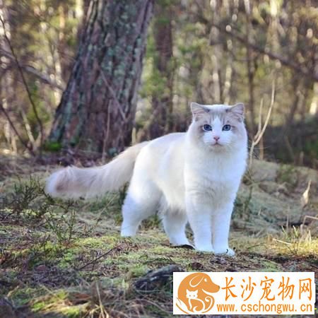 布偶猫最大长到几岁 布偶猫几岁定型