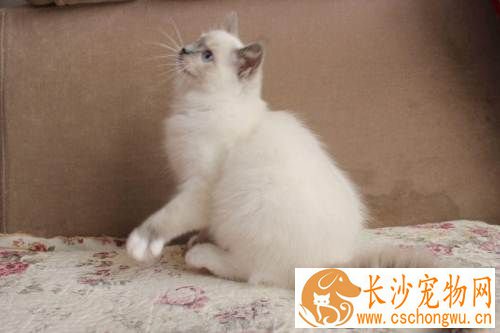 布偶猫什么时候不咬人  布偶猫什么时候出现咬人情况