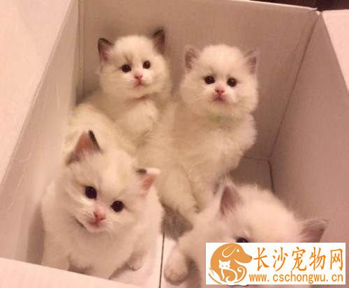 如何纠正布偶猫咬人  什么原因导致布偶猫咬人的