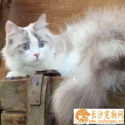布偶猫会抓人吗 布偶猫抓人这样做就对了