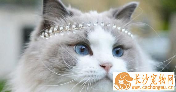 布偶猫容易掉毛 布偶猫掉毛这样处理最好