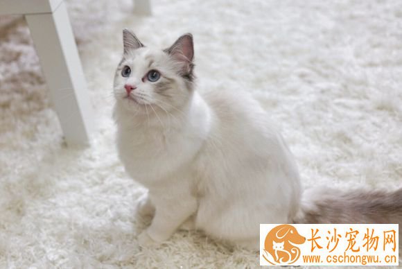 布偶猫什么时候定型 布偶猫定型原来要这么久