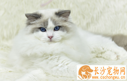 布偶猫毛色定型什么时候  布偶猫毛色定色原来这么久
