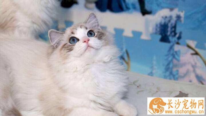 买布偶猫买几个月的好  购买这个年龄段的布偶猫最合适