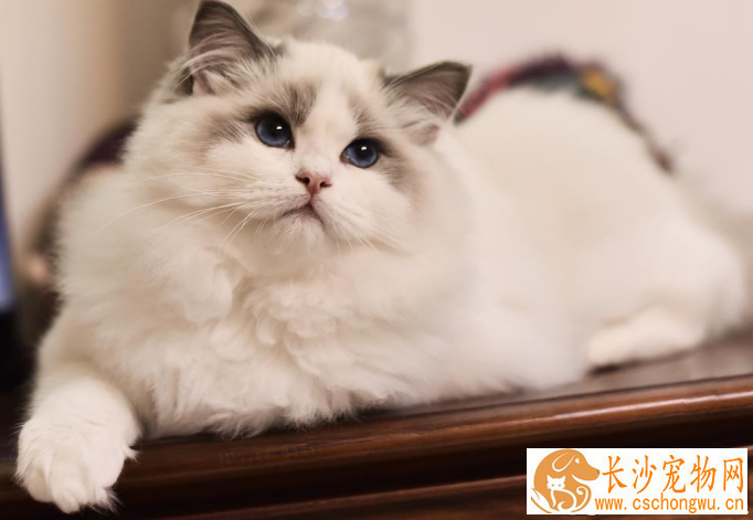 布偶猫要买多大房子 布偶猫这个大小的活动范围就足够了