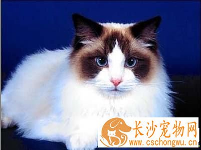 布偶猫耳朵脏 解决布偶猫耳朵脏竟然这么简单