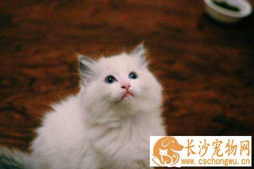 布偶猫呕吐是怎么回事 导致布偶猫呕吐的三大原因