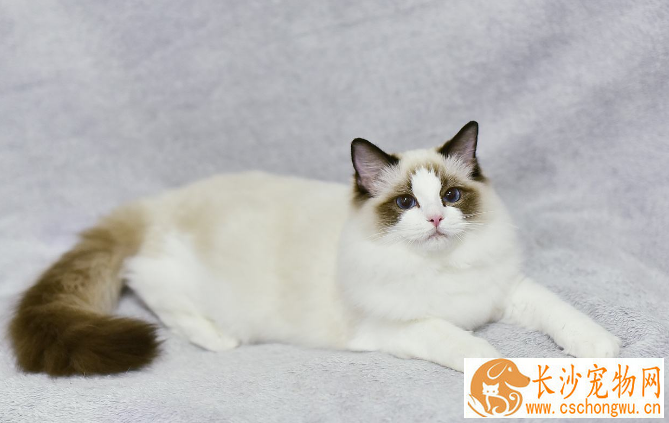 布偶猫多大算成年  布偶猫成年居然这么慢