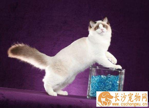 布偶猫有蓝色的吗 蓝色布偶猫原来是这样的