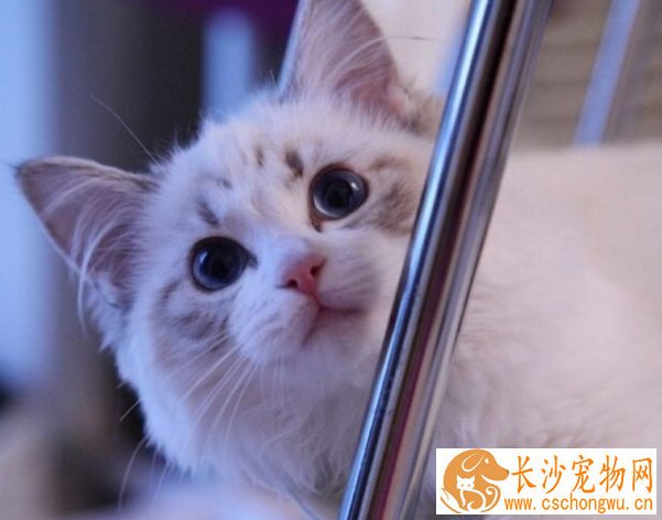 布偶猫眼角黑色 布偶猫眼角黑色原来是这么回事