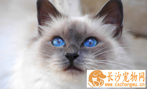 布偶猫流眼泪怎么回事 布偶猫眼睛流泪这招最管用