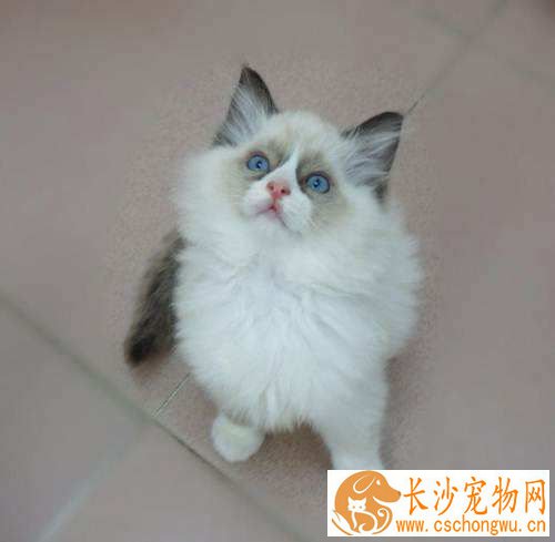 布偶猫发情怎么办 布偶猫发情这招最管用