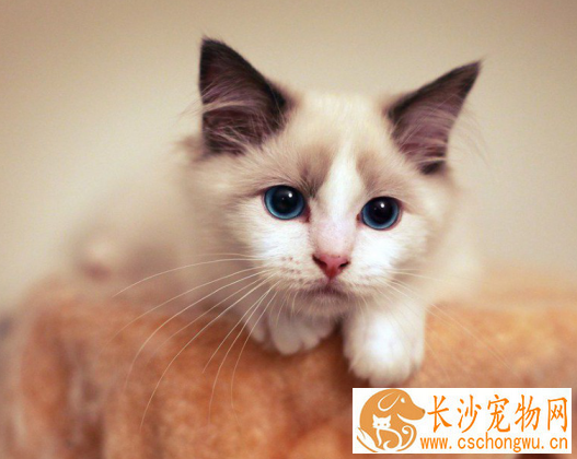布偶猫会抓老鼠吗 抓老鼠并不是布偶猫的强项