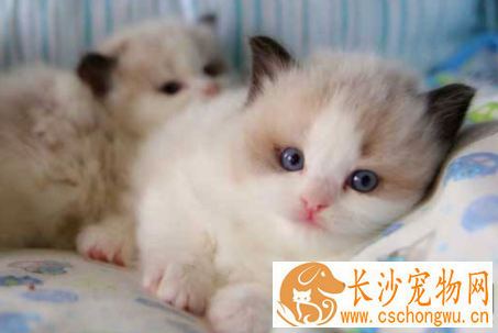 纯黑色布偶猫真的有吗 这样的布偶猫其实是失格