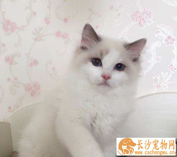 布偶猫有纯色的吗 布偶猫的颜色原来有这么多