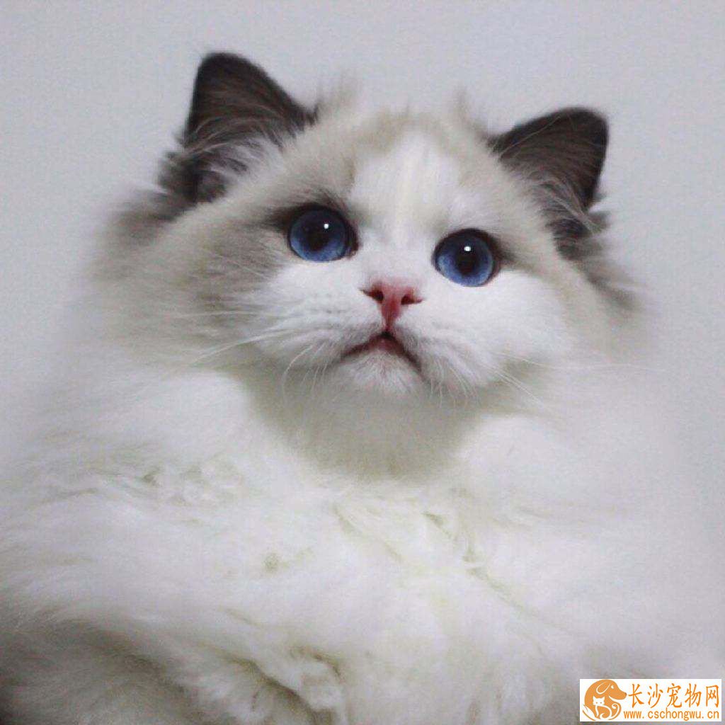 布偶猫会跳窗户吗 布偶猫跳窗后果十分严重