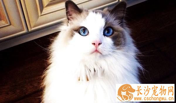 布偶猫专用猫粮 布偶猫猫粮原来这么选