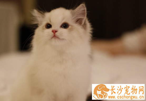 布偶猫都能长这么大吗 布偶猫原来能长这么大